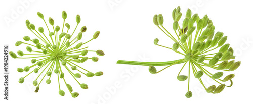 Dill herb or Anethum graveolens flower isolated on white background
