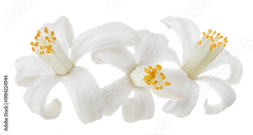 citrus flower isolated on white background