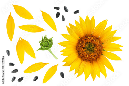 Sunflower with petals end seeds isolated on a white background. Top view. Flat lay