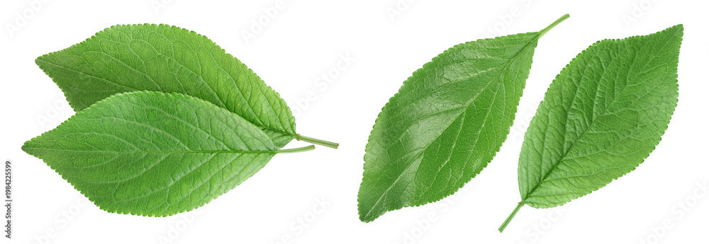 Fototapeta premium plum leaf isolated on a white background with full depth of field. Top view. Flat lay