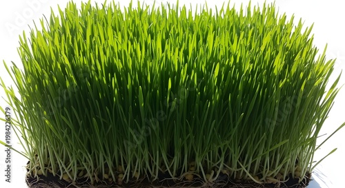 Vibrant Green Wheatgrass - A Close-Up View of Fresh, Healthy Sprouts.