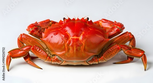 Vibrant Red Crab Displayed on a Clean White Background, Detailed Close-up.