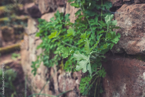 Vibrant green leaves flourish against a rustic stone wall in a serene garden setting