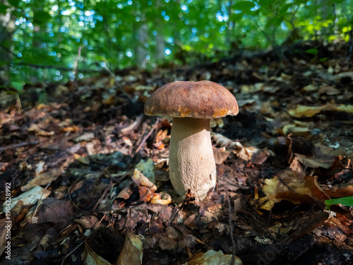 Fotografie King bolete (Boletus edulis) mushroom growing among fallen autumn leaves on the forest floor in selective focus