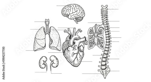 Hand-Drawn Human Anatomy Diagrams of the Brain, Lungs, Heart, Kidneys, and Spine