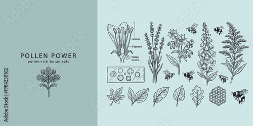 Botanical Science Illustration Set with Pollen Grains and Bees