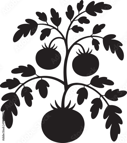 Tomato plant vector silhouette, ripe organic vegetables on stem, healthy homegrown produce illustration.