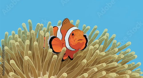 Vector illustration of an orange and white clownfish, Amphiprion ocellaris, swimming among the protective tentacles of a sea anemone against a clear blue ocean background.