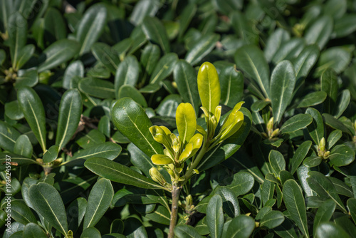 Park plants. Green leafy shrubs. Pittosporum Tobira Nana. 