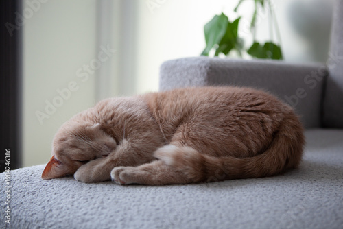 Tableau sur toile A cat is curled up on a couch in a cozy living room