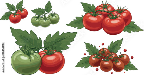 Fresh tomatoes collection with red and green varieties on vine with leaves isolated vector illustration for organic food design