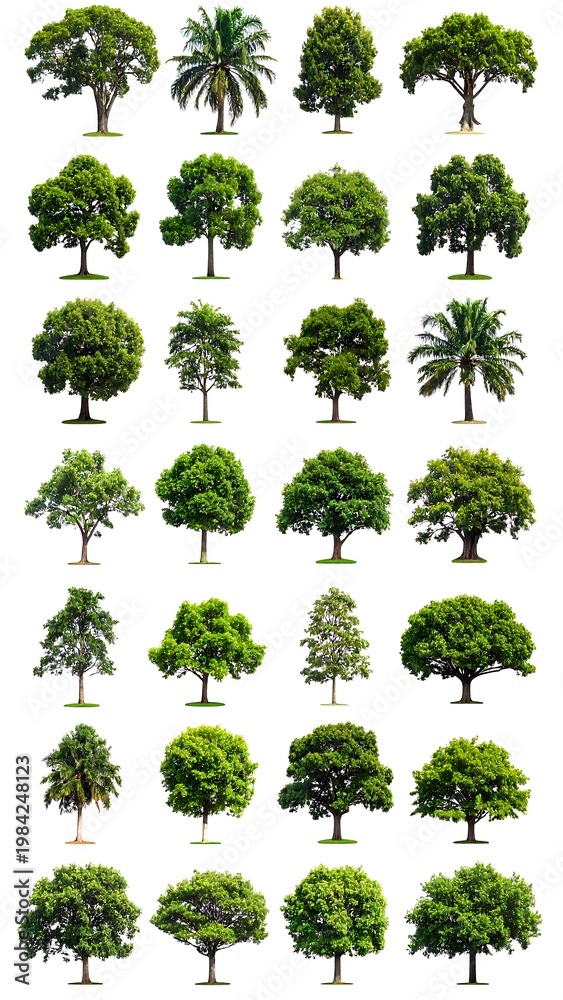 Fototapeta premium A collection of various green trees on white background