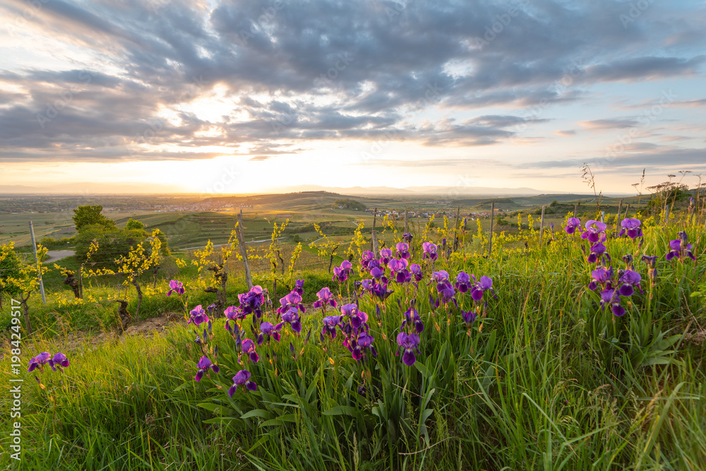 Obraz premium Purple irises (Iris) blooming in a vineyard at sunset. View from Mondhalde towards the Rhine Valley and Vosges Mountains. Vogtsburg, Germany.