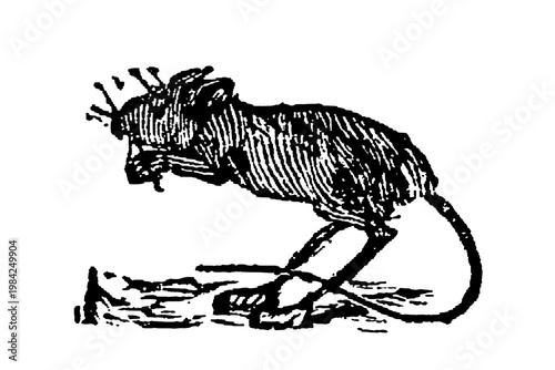 Obraz na plátně Jerboa, a small hopping rodent with long hind legs, large ears, and long tail, old vintage illustration, 1897