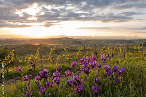 Fotografie Purple irises (Iris) blooming in a vineyard at sunset