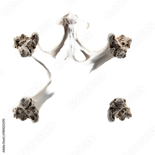  Human ribs isolated on white background