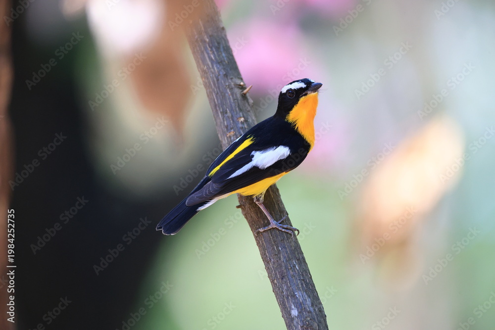 Fototapeta premium The Yellow-rumped Flycatcher is a migratory bird that can be found in parks, community forests, or natural forests throughout Thailand.