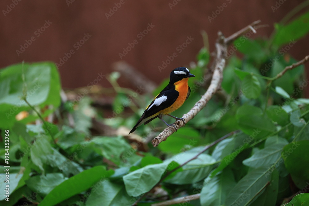 Fototapeta premium The Yellow-rumped Flycatcher is a migratory bird that can be found in parks, community forests, or natural forests throughout Thailand.