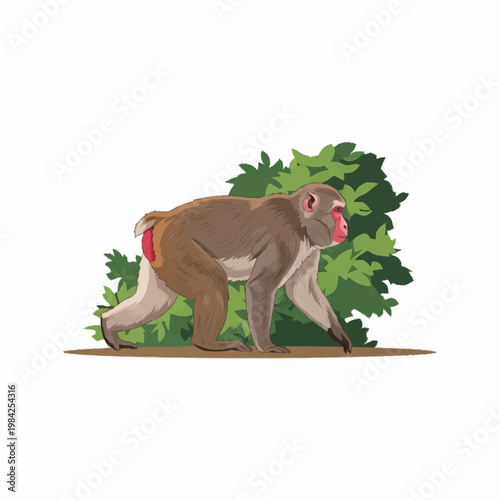Vector illustration of a Japanese macaque snow monkey with a red face and brown fur walking on all fours in front of green foliage, isolated on a white background for animal design.