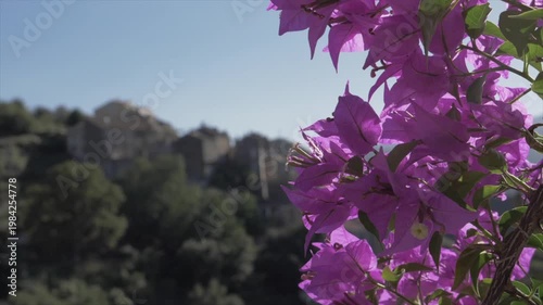 bougainvillier en fleur
