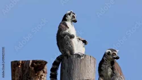 The ring-tailed lemur, Lemur catta is a large strepsirrhine primate and the most recognized lemur due to its long, black and white ringed tail.Like all lemurs it is endemic to the island of Madagascar