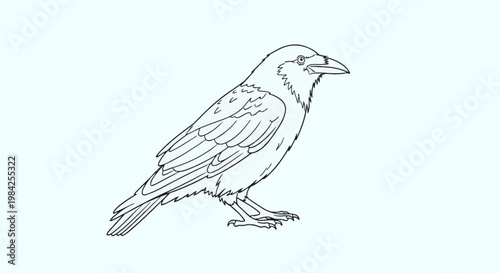 Detailed hand-drawn black and white line art illustration of a common crow or raven standing, featuring realistic feather patterns and beak details, suitable for coloring book pages.