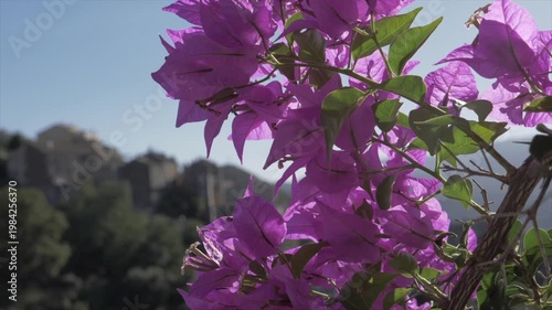 bougainvillier en fleur