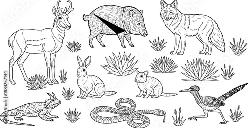 North American Desert Wildlife Set with Pronghorn, Javelina, Coyote, Rabbit, Snake, Roadrunner, and Frog in Line Art