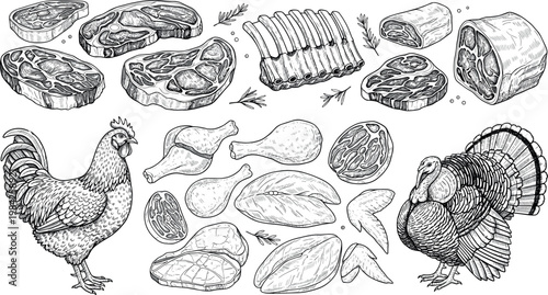Hand-Drawn Illustration of Poultry Cuts and Meats with Rooster and Turkey for Butcher and Farm Illustrations