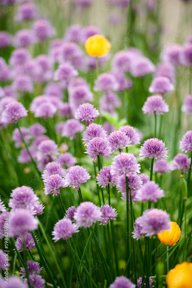 Fototapeta premium Blossom, chives and flowers in garden for landscape beauty, nature or botany in ecology. Aesthetic, background and morning with petals, bush or floral plant for environment, ecosystem or growth