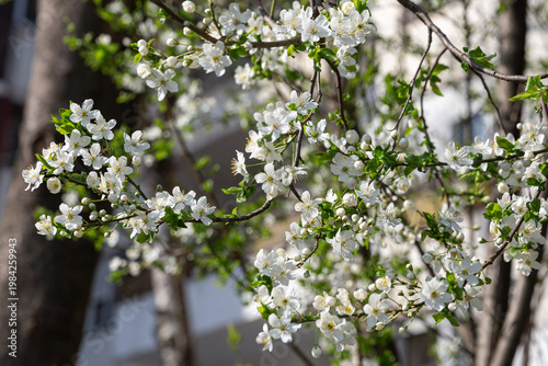 Wallpaper Mural Clustered White Blossoms Along Slender Branches Creating Vertical Rhythm And Soft Seasonal Light, Layered Depth With Blurred Background Suggests Serene Urban Garden Or Orchard Edge, Versatile Torontodigital.ca