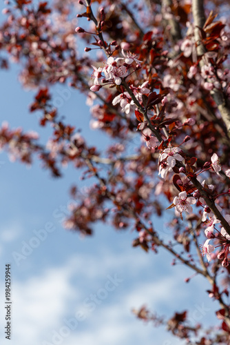 Wallpaper Mural Trunk And Clustered Pink Blossoms In Close Botanical Study Revealing Bark Texture, Bud Arrangement, And Layered Petals, Rich Seasonal Detail Suited For Educational, Editorial, And Naturalist Torontodigital.ca