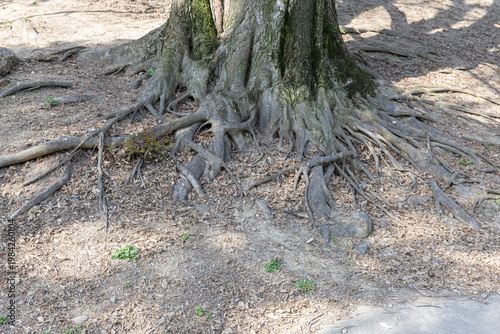 Wallpaper Mural Roots Cling Tightly. Roots Firmly Hold Forest Floor Beneath Scattered Foliage And Shade. Study Of Root Anchoring Mechanisms Interacting With Soil And Leaf Litter In Shaded Woodland Environment Torontodigital.ca