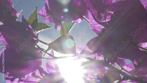 bougainvillier en fleur