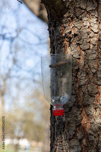 Wallpaper Mural Vertical Bottle Dispenser Fixed To Tree Trunk, Clear Plastic Container With Red Cap And Hollow Interior, Textured Bark Backdrop, Functional Reuse Project For Outdoor Feeding Or Watering Torontodigital.ca
