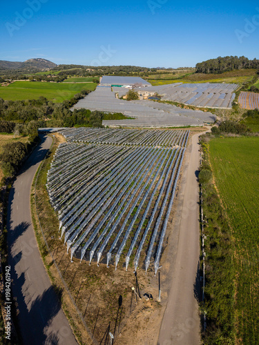 Vászonkép Plastic greenhouses for intensive cultivation of strawberries and vegetables, Ca