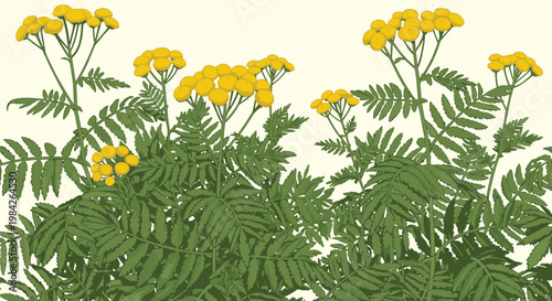 Vibrant yellow tansy flowers with feathery green leaves grow in a dense cluster against a light background, representing wild herbal nature.