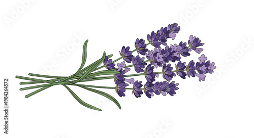 Beautiful bunch of blooming purple lavender flowers with green stems tied together in a delicate hand drawn style.
