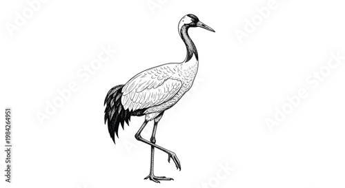 Elegant black and white engraving of a crane bird standing on one leg showing intricate feather details and a graceful pose.