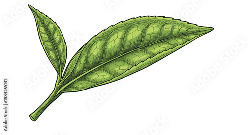 Highly detailed botanical illustration of a fresh green tea leaf branch with textured veins isolated on a white background.