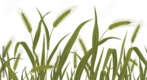 Illustration of a field of ripening wheat or barley ears blowing in the wind against a white background for agricultural themes.