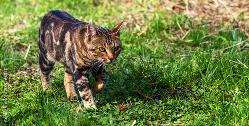 A beautiful striped domestic cat walks on the green grass