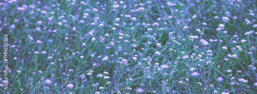 Summer nature grass background. Blue colored. Abstract grassy background. Flowering field, summer nature. Floral background