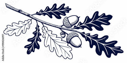 Stylized oak branch with acorns decorative graphic botanical illustration ornament isolated composition artistic environment vegetation woodland decorative minimalist