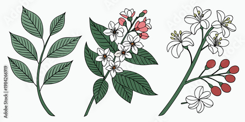 Set of decorative botanical branches with white flowers and red berries botanical branches collection illustration blooming artistic decorative ornamental background