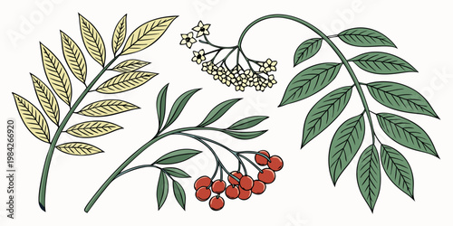 Collection of hand drawn botanical branches with leaves and berries botanical branches collection illustration colorful artistic seasonal minimalist decorative ornamental