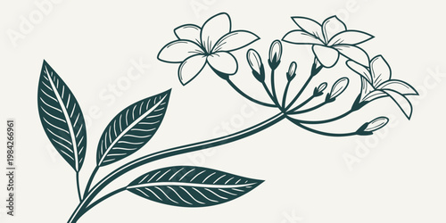 Minimalist hand drawn plumeria flower branch illustration with plumeria botanical tropical illustration ornamental decorative isolated background elegance detailed