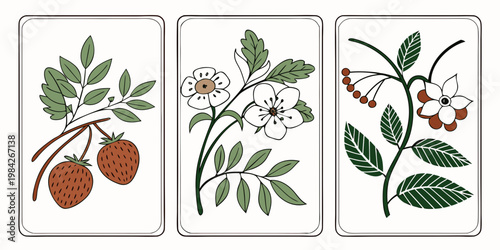 Set of three botanical cards featuring berries and flowers strawberry botanical illustration collection minimalist decoration ornament isolated cultivation botanics