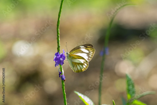 Butterfly between wild flowers