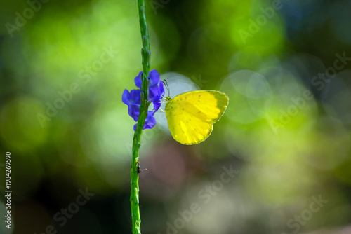 Butterfly between wild flowers